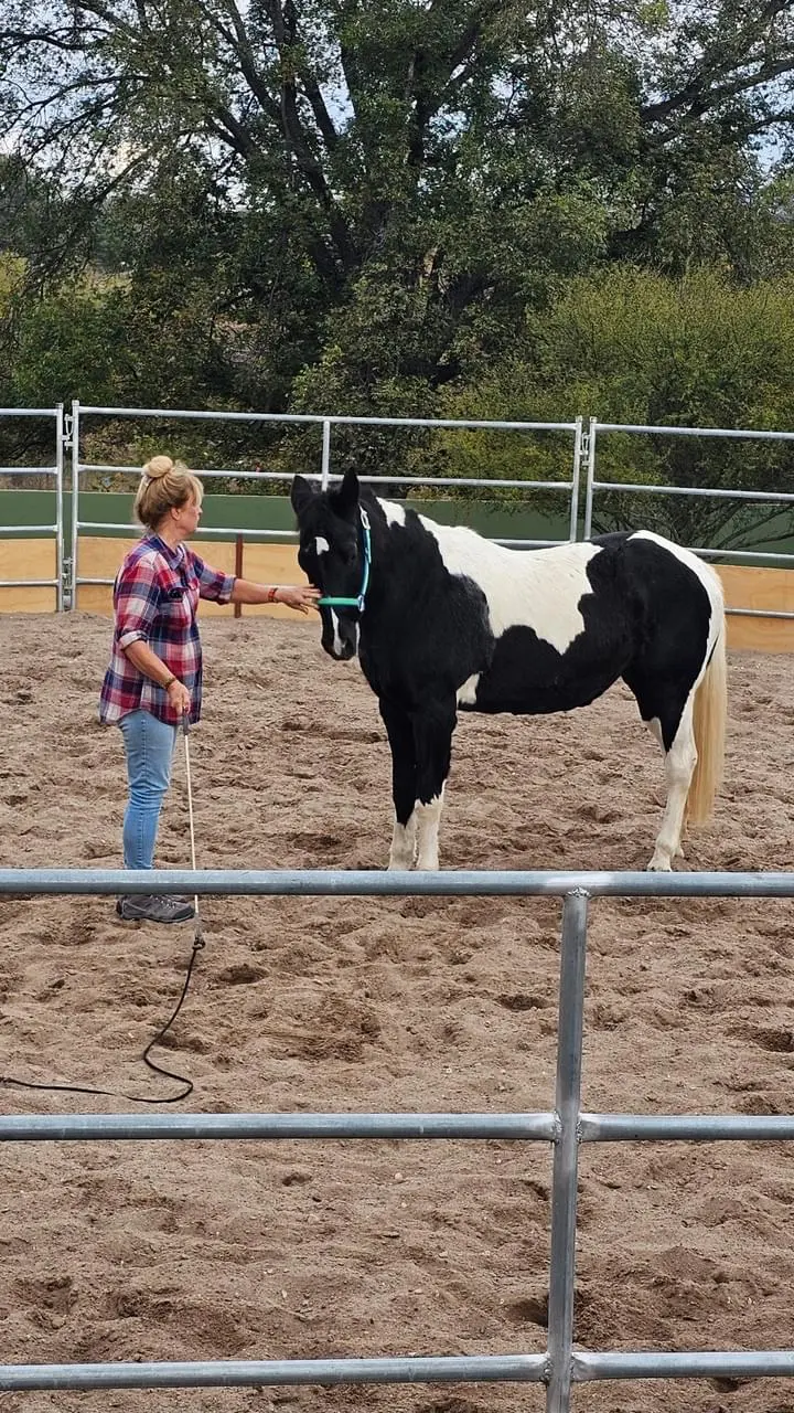 Amiga, una yegua pinta y compañera de sabiduría equina en Rancho Baile de la Luna