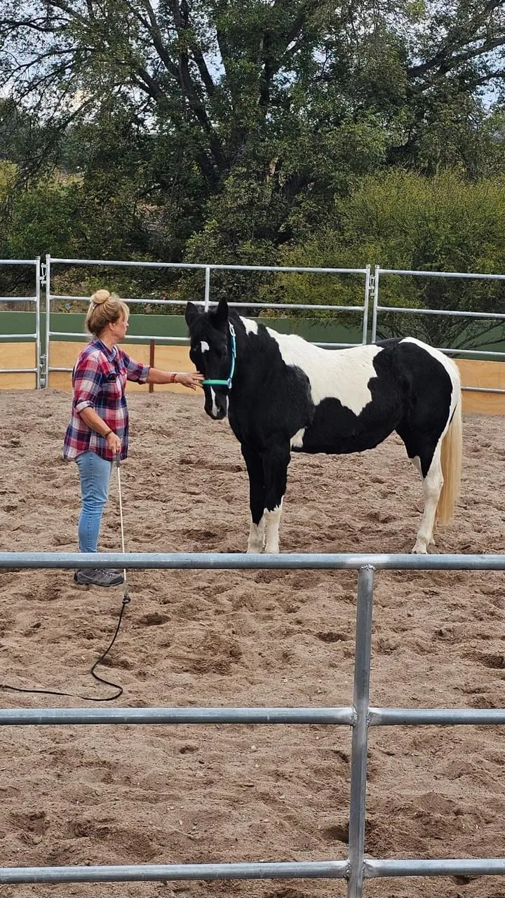 Amiga, a gentle pinto mare and equine wisdom partner at Rancho Baile de la Luna