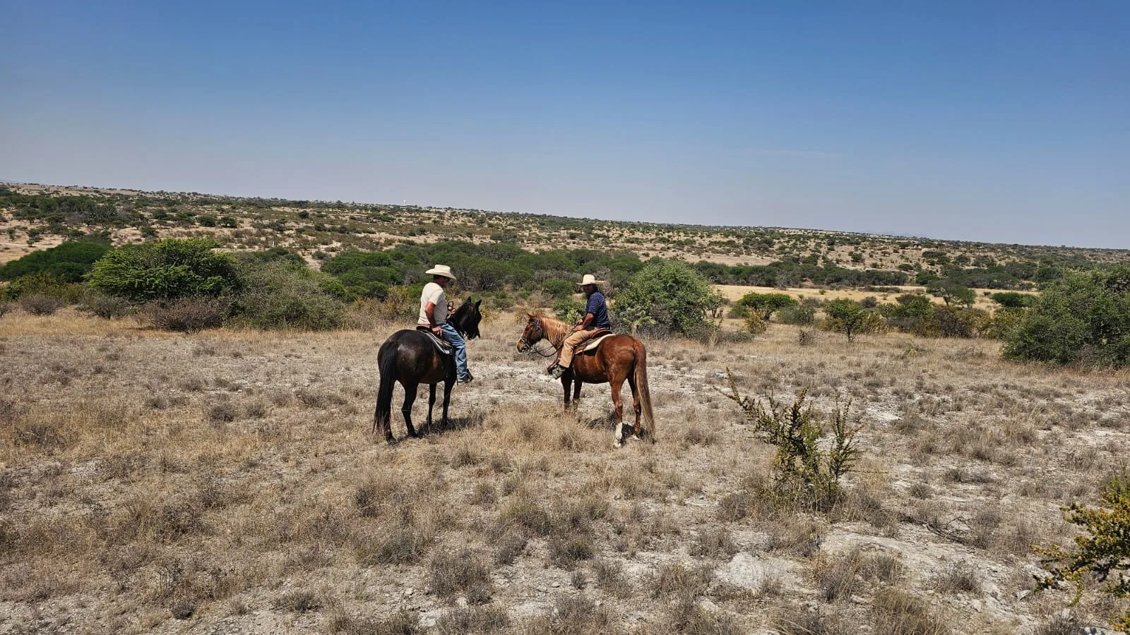 A horse and rider on a countryside trail