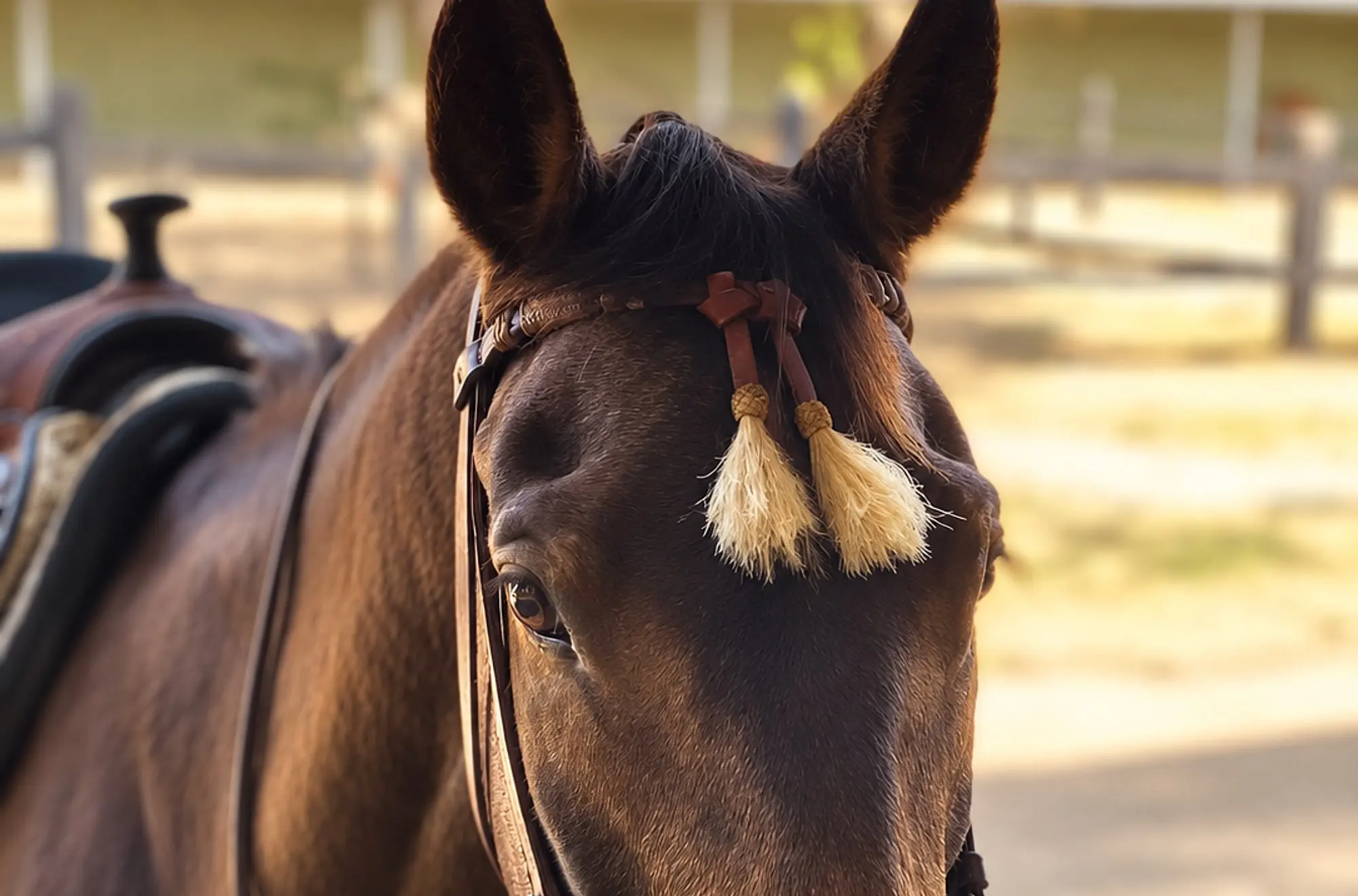 A saddled horse in a tasseled bridle looking straight at the camera at Rancho Baile de la Luna