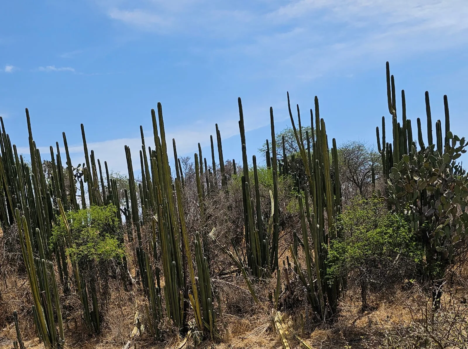 Rancho Baile de la Luna in the high desert outside San Miguel de Allende