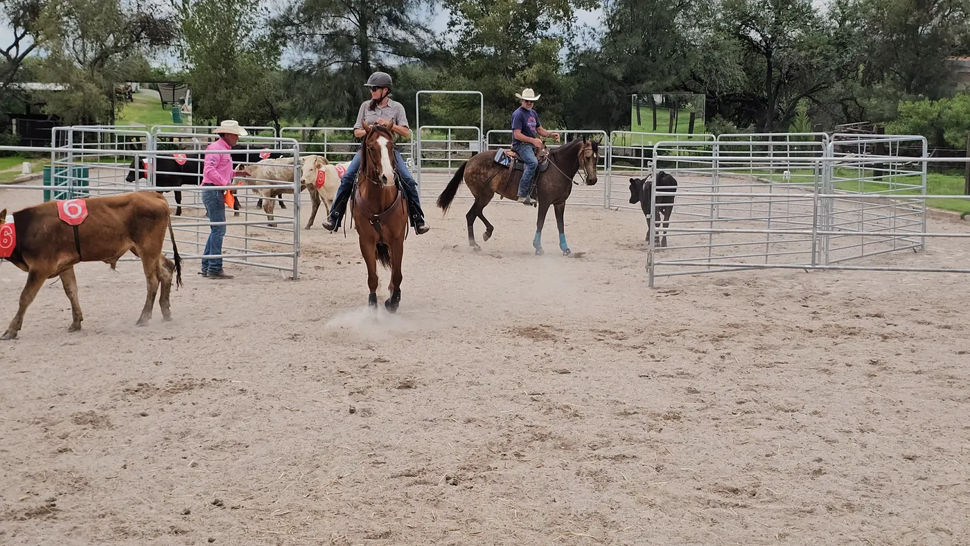 Riders working cattle at the ranch sorting clinic