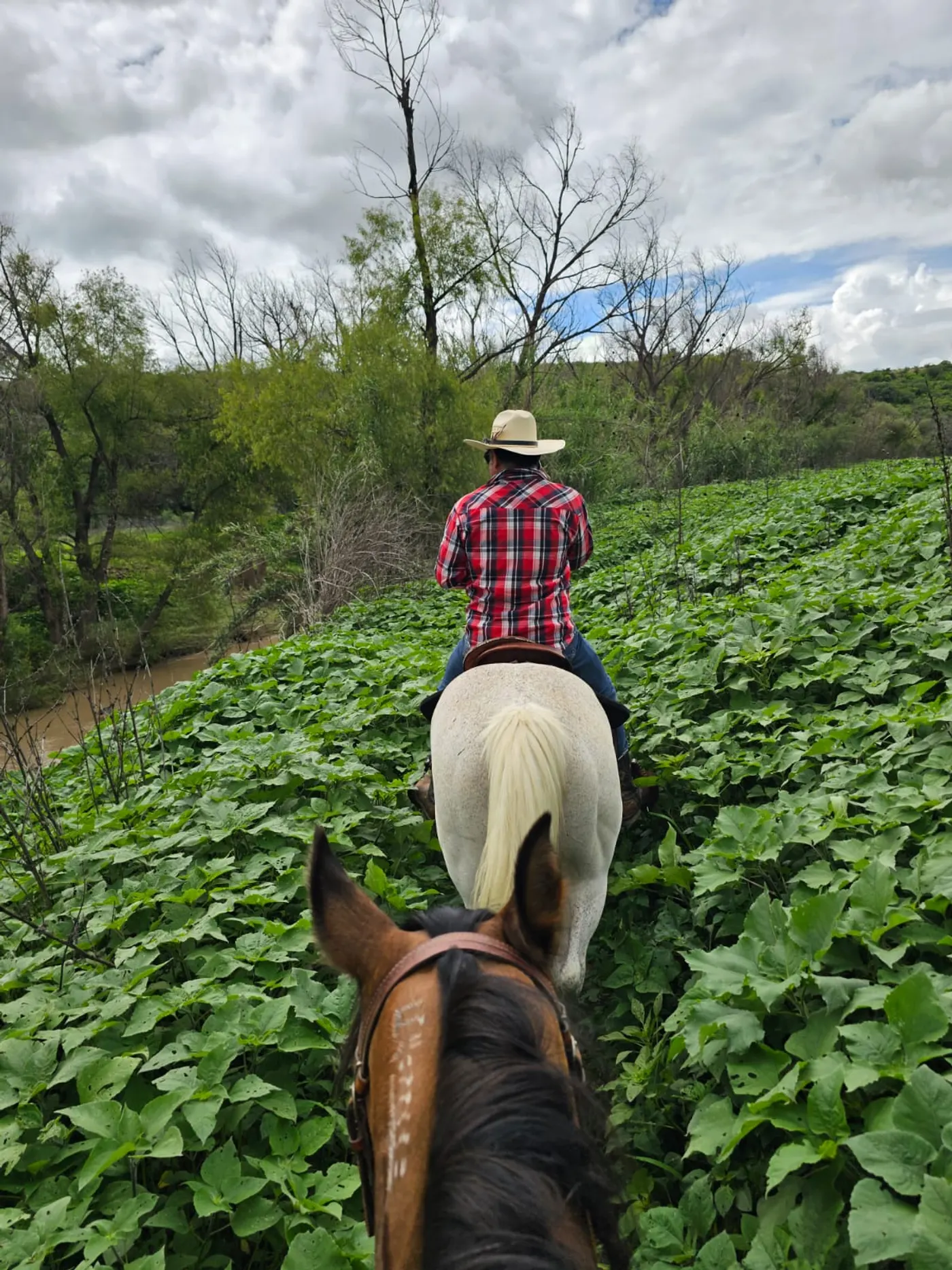 Roberto on Morita leads Kalypso along the river trail, with tall wild sunflowers lining the path