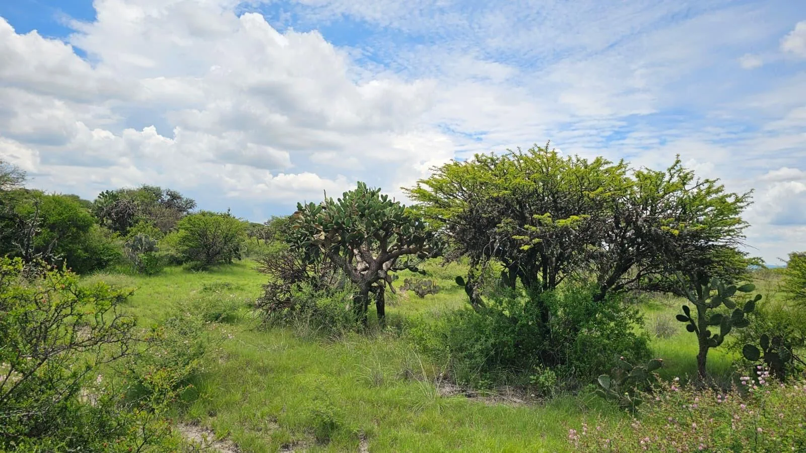 The green campo in rainy season