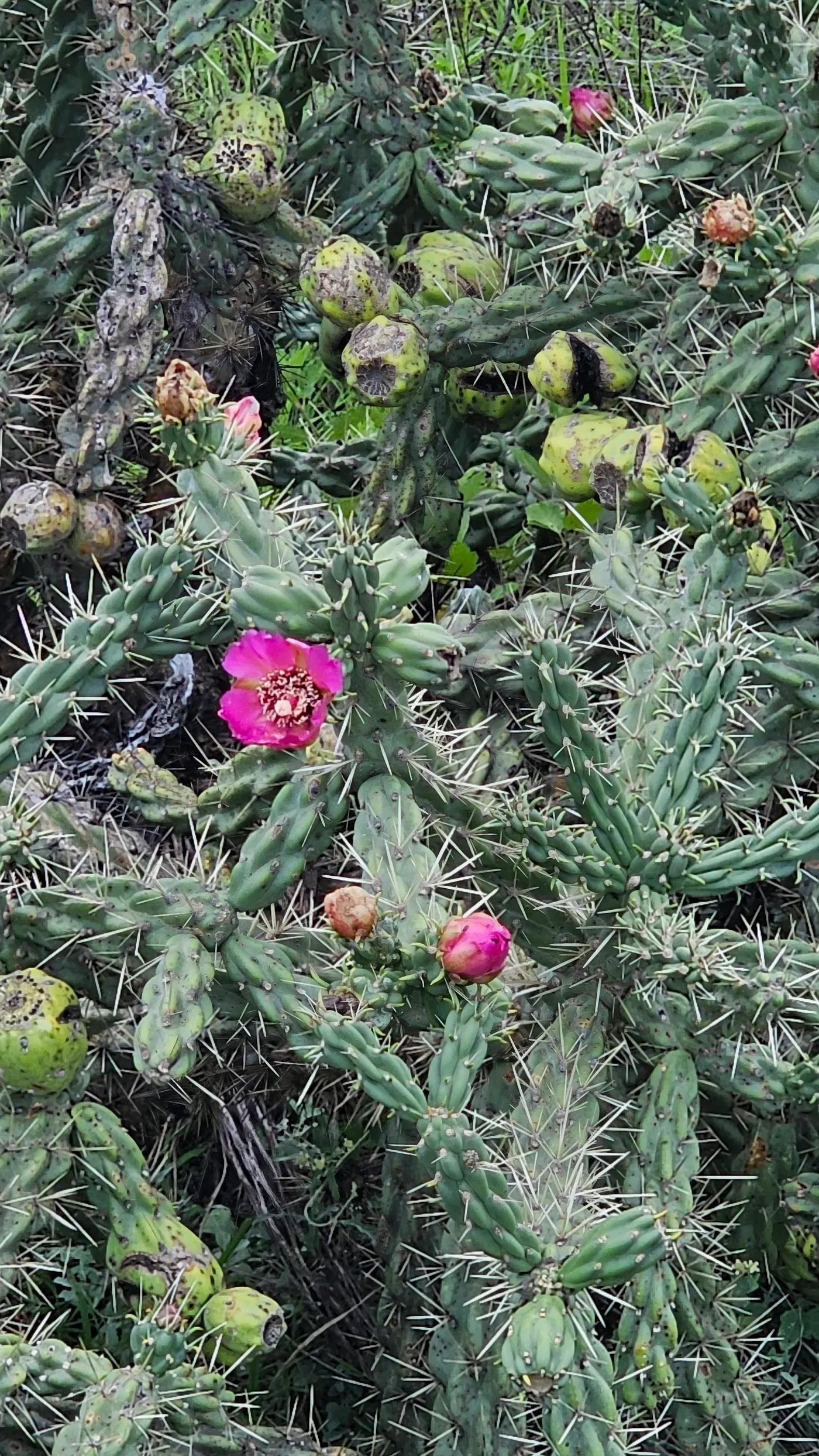 Summer wildflowers along the riding paths