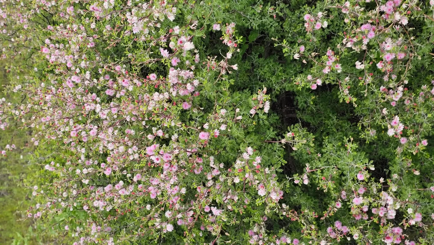 The ranch in full summer bloom
