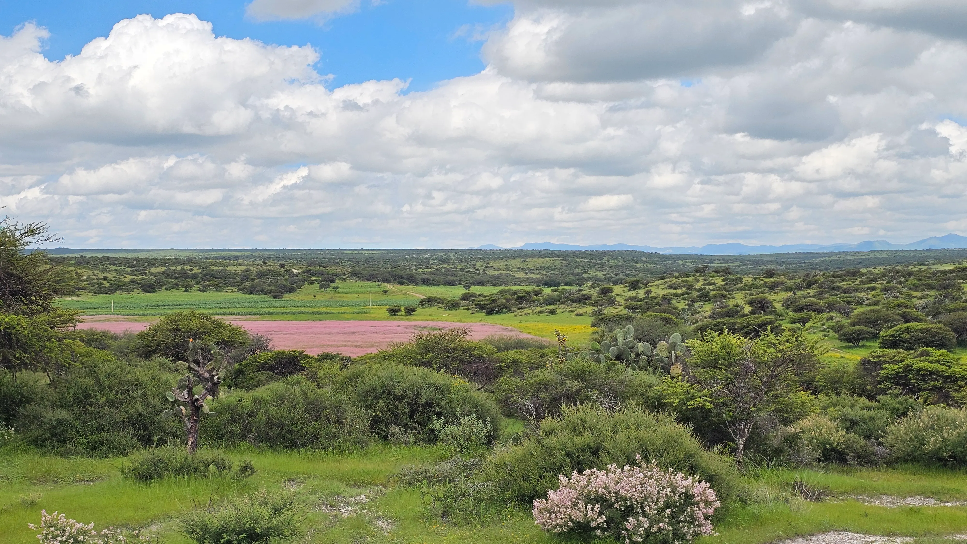 Lush green summer landscape at the ranch in July