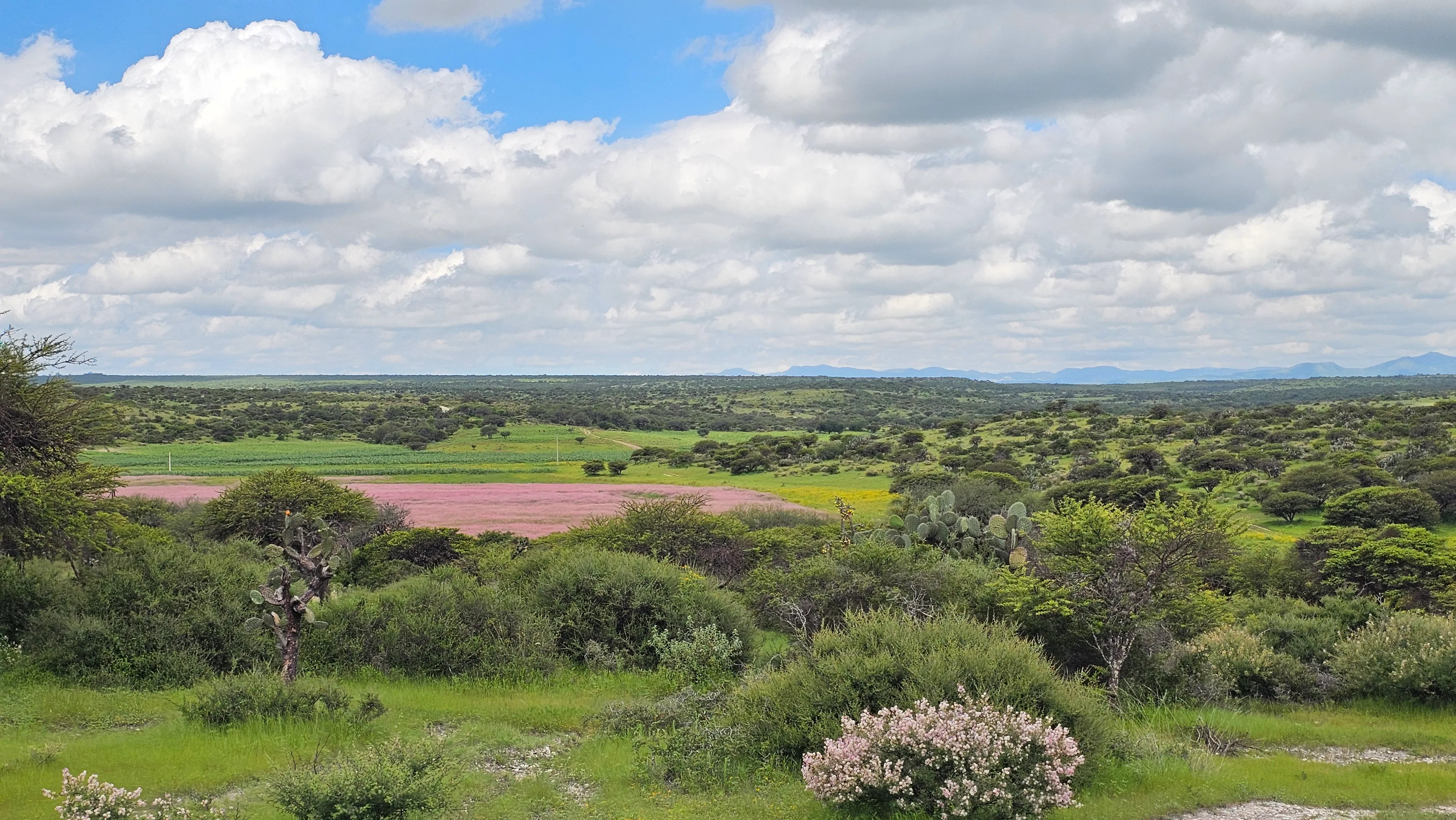 The green summer campo