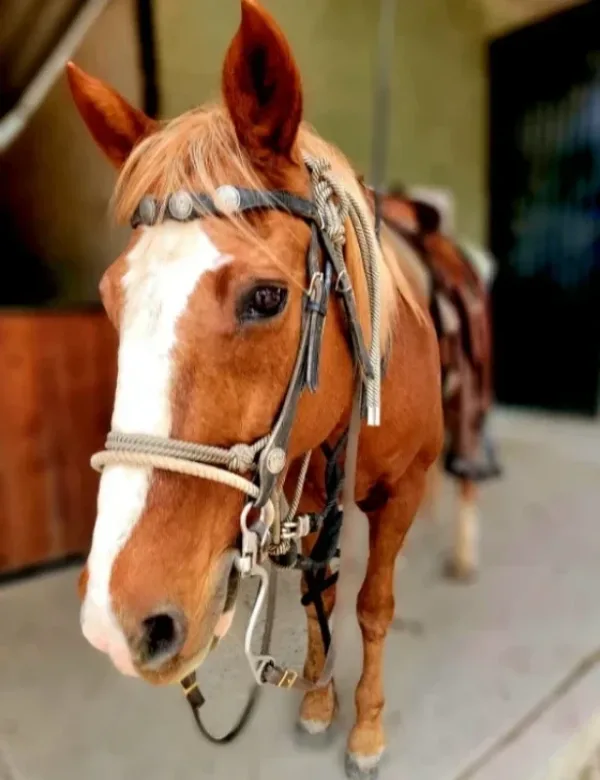 Capitán, a sorrel Criollo gelding and the trail boss at Rancho Baile de la Luna