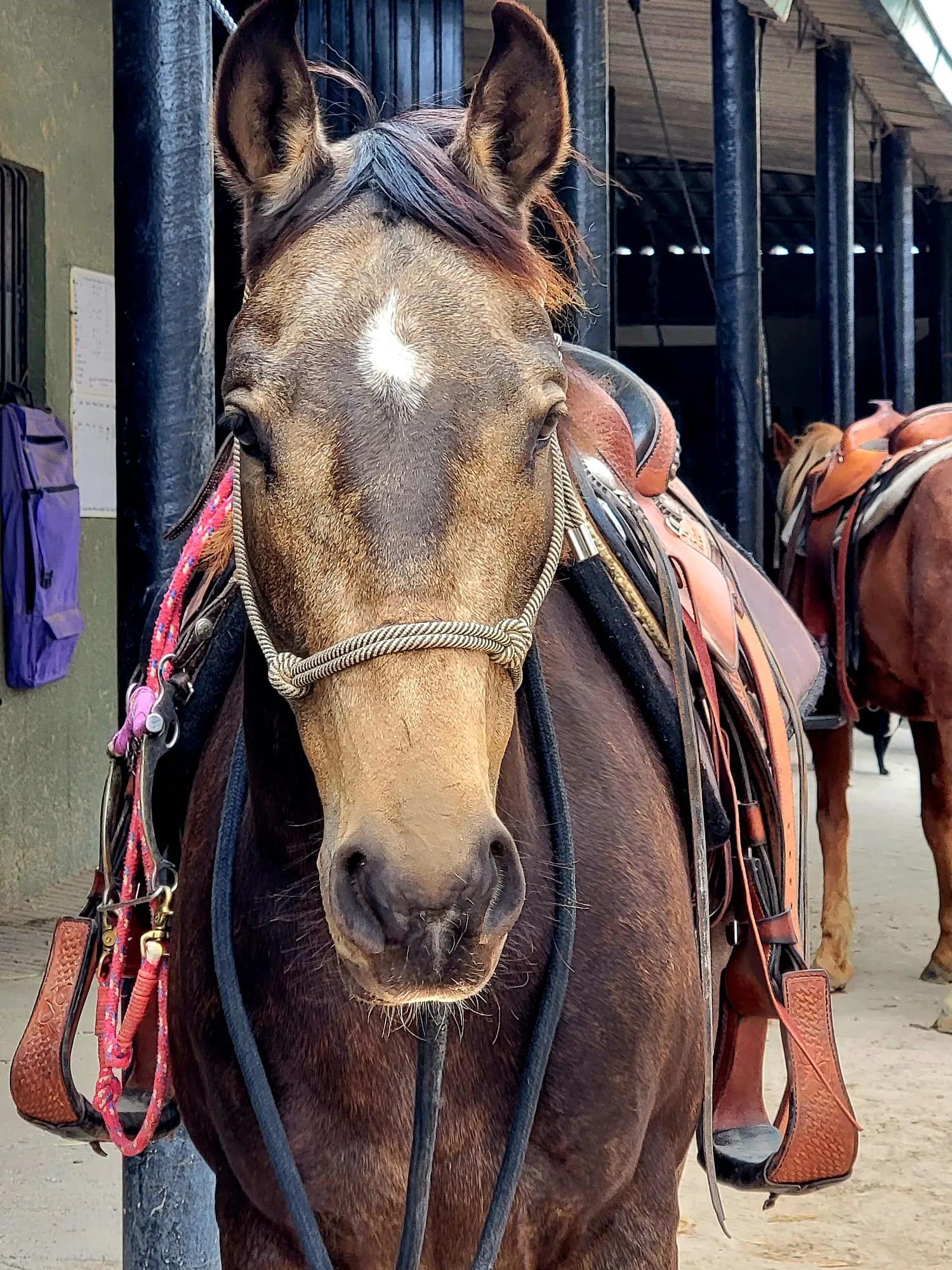 Chilaca, a sooty buckskin Quarter Horse mare at Rancho Baile de la Luna