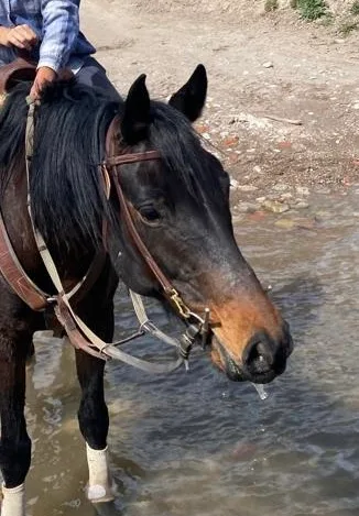 Elizabeth, a dark bay Appendix Quarter Horse mare at Rancho Baile de la Luna