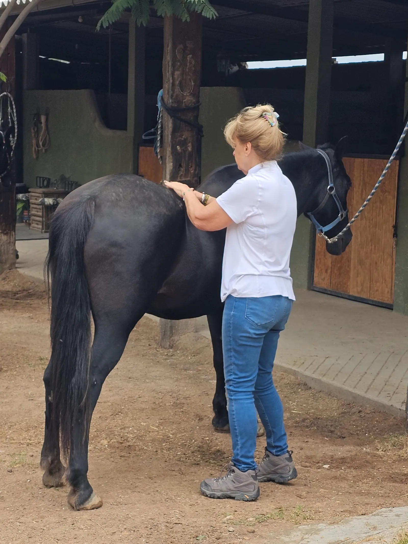 Hands resting on a black horse by the stalls during the Fire Horse day