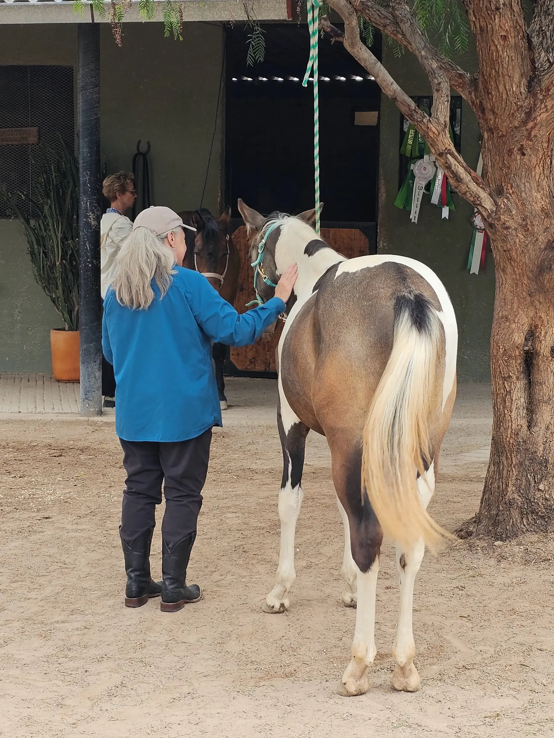 Regalo, our yearling, at his very first retreat day