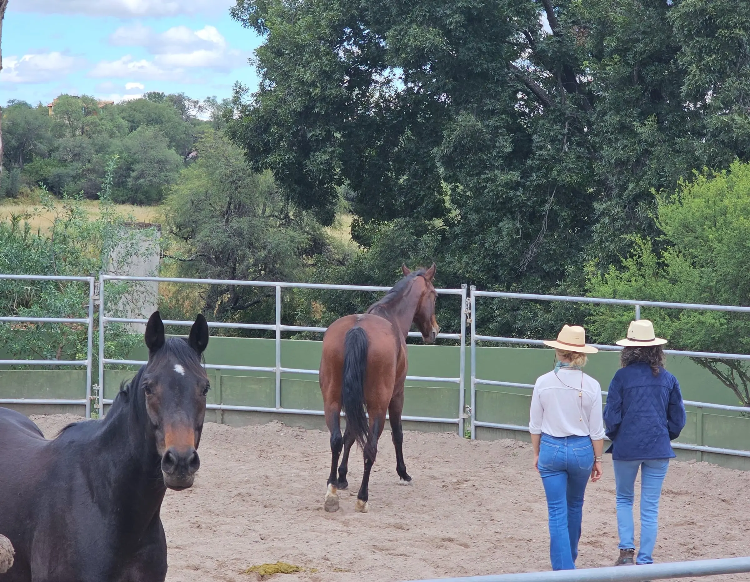 Walking out to the horses in the round pen