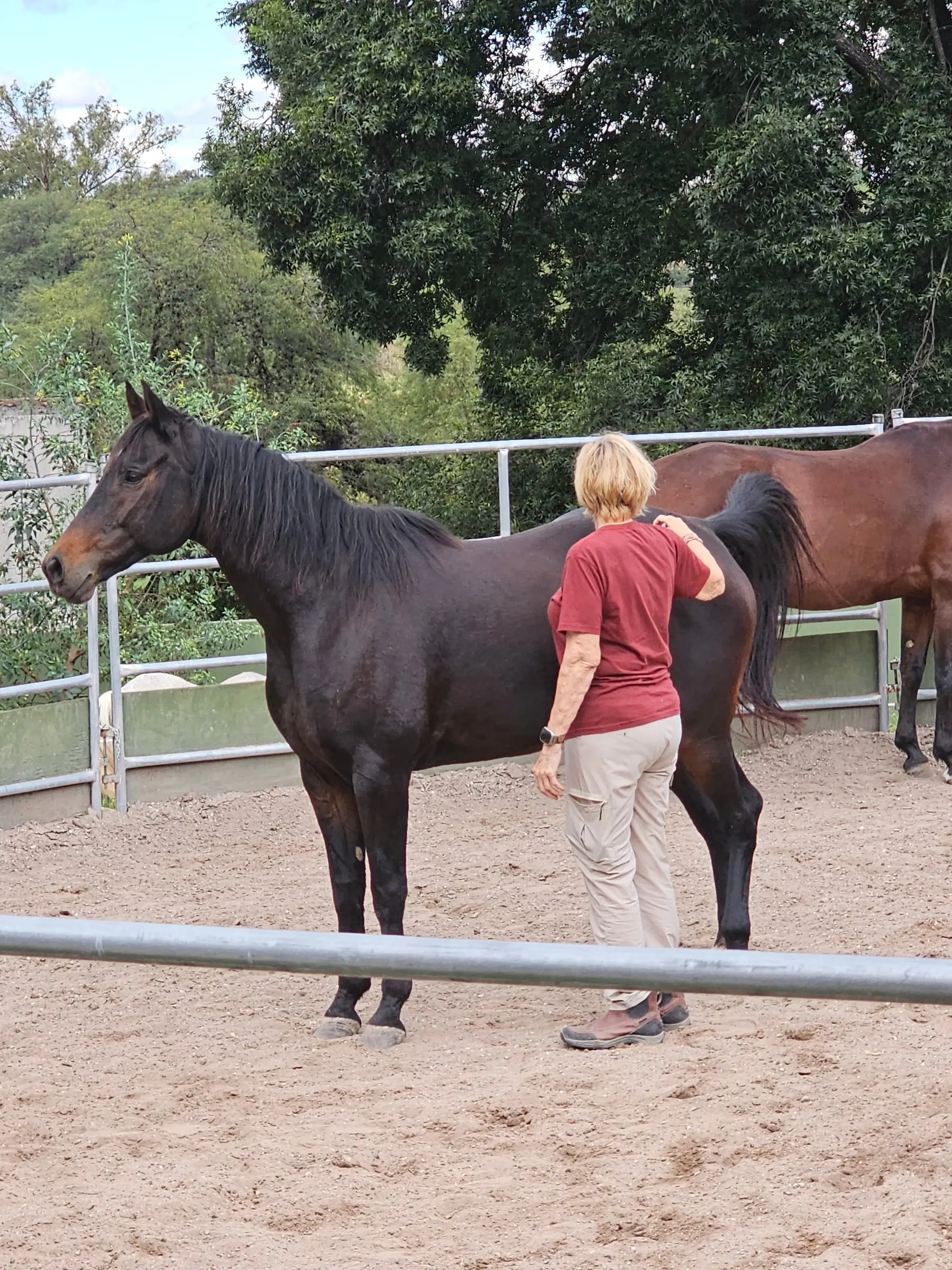 Walking with the dark bay at her shoulder
