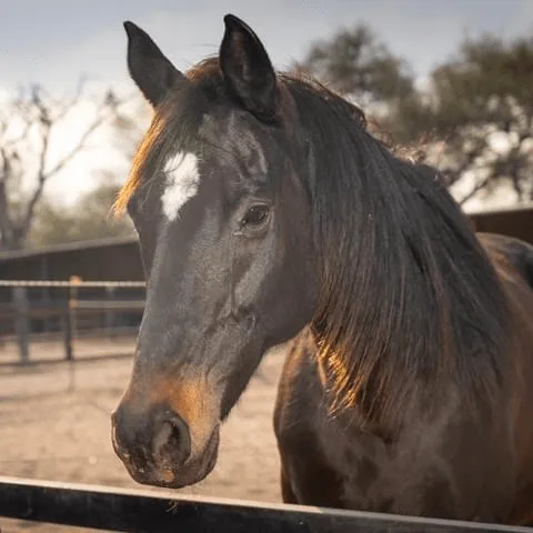 Holly, una yegua Appendix Quarter Horse de gran corazón en Rancho Baile de la Luna