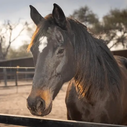Holly, a kind Appendix Quarter Horse mare at Rancho Baile de la Luna