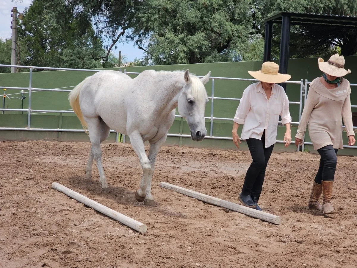 A horse moving at liberty in the round pen at Rancho Baile de la Luna