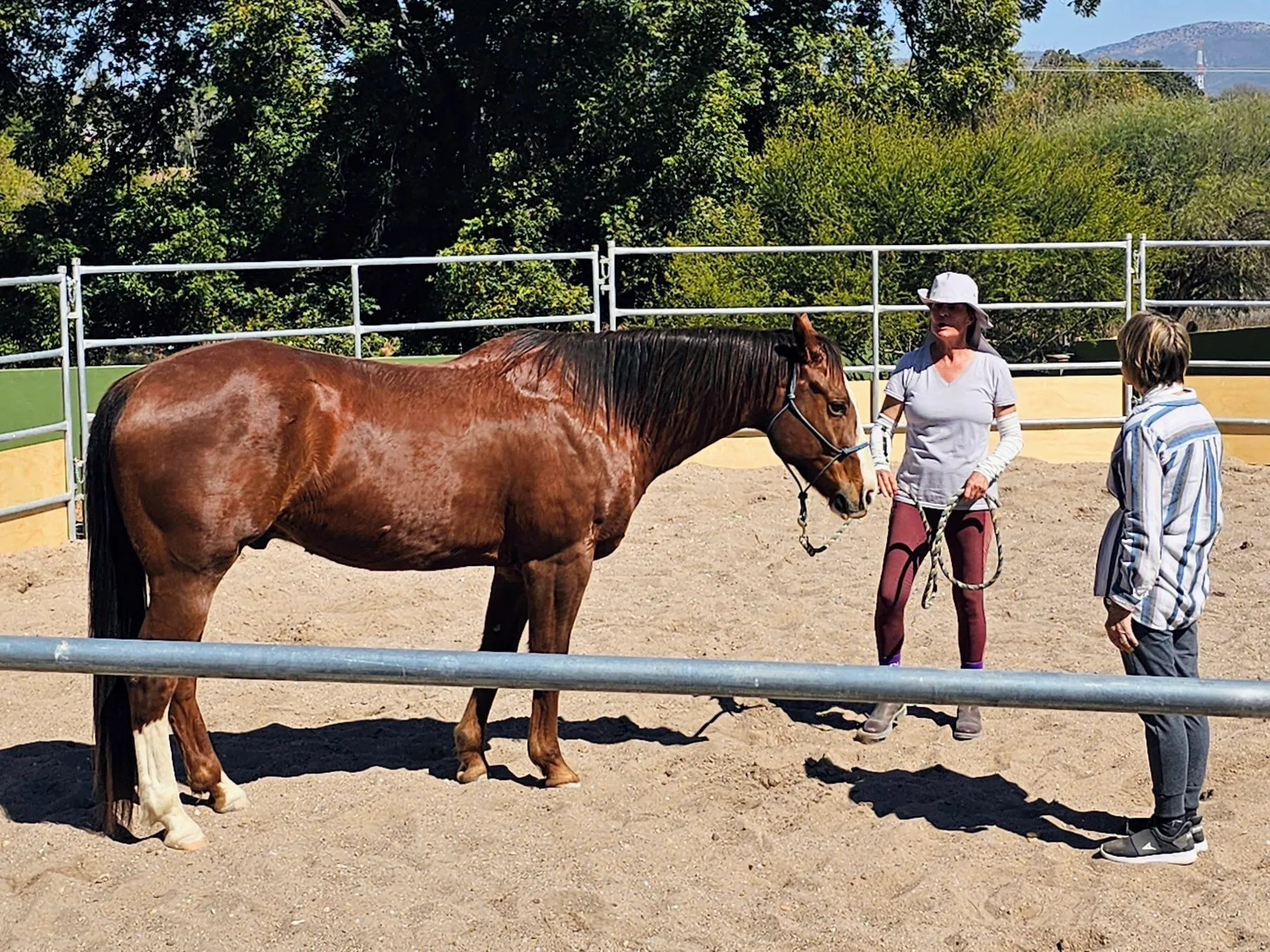 Clase de trabajo en tierra con un caballo en Rancho Baile de la Luna