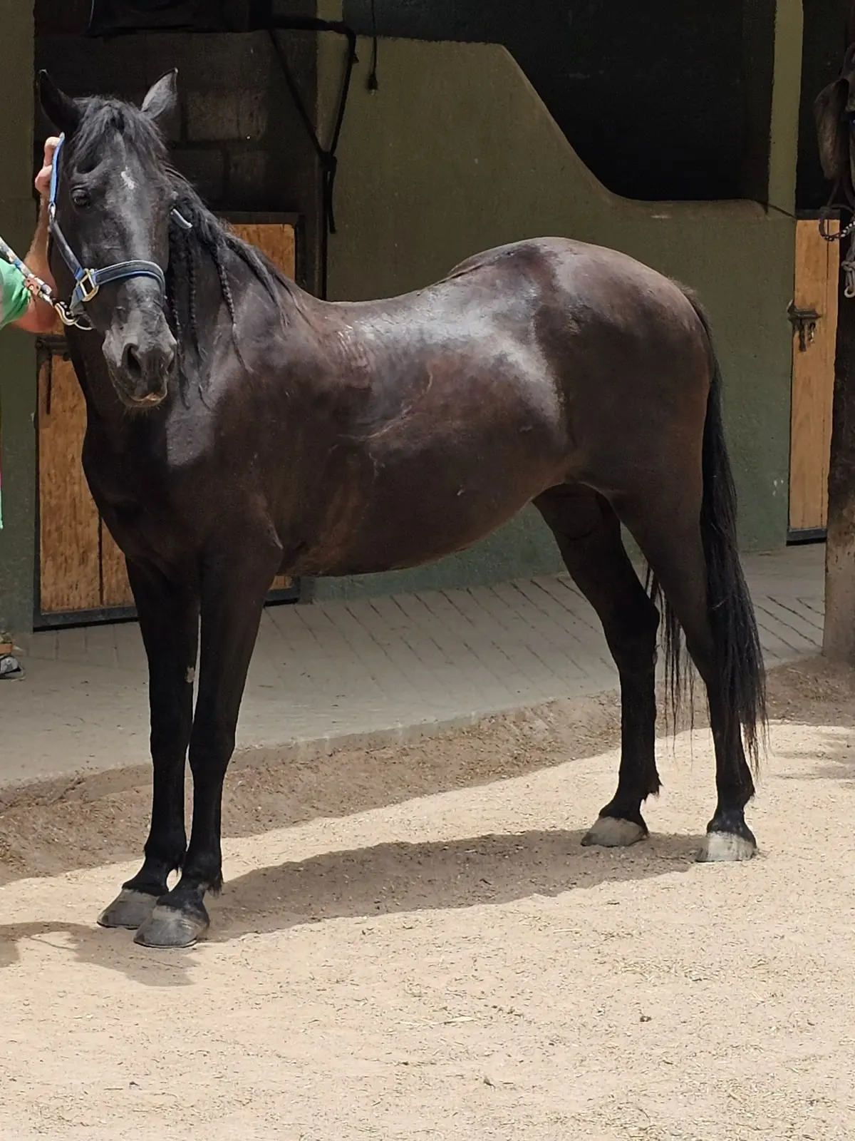 Maya, una yegua tranquila para paseos y clases en Rancho Baile de la Luna