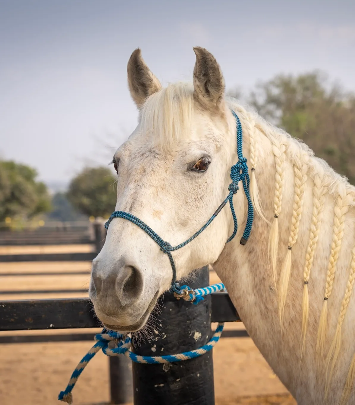Morita, a flea-bitten gray Quarter Horse mare at Rancho Baile de la Luna