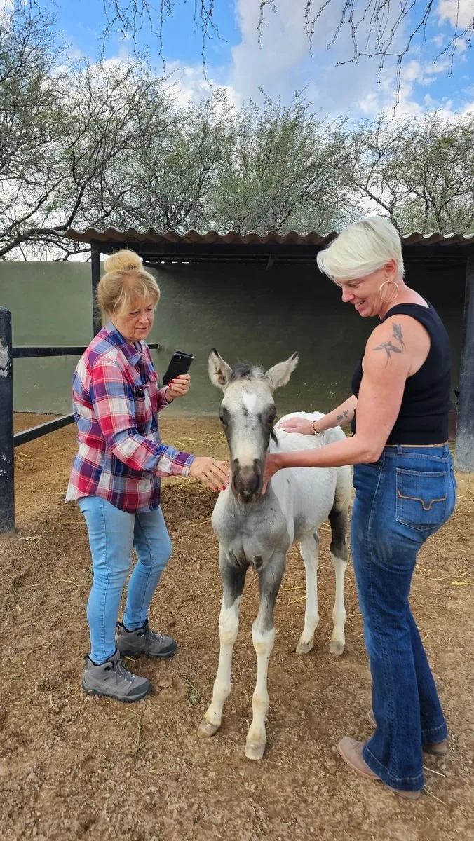 Regalo, el potrillo de Chilaca y el miembro más nuevo de la manada en Rancho Baile de la Luna