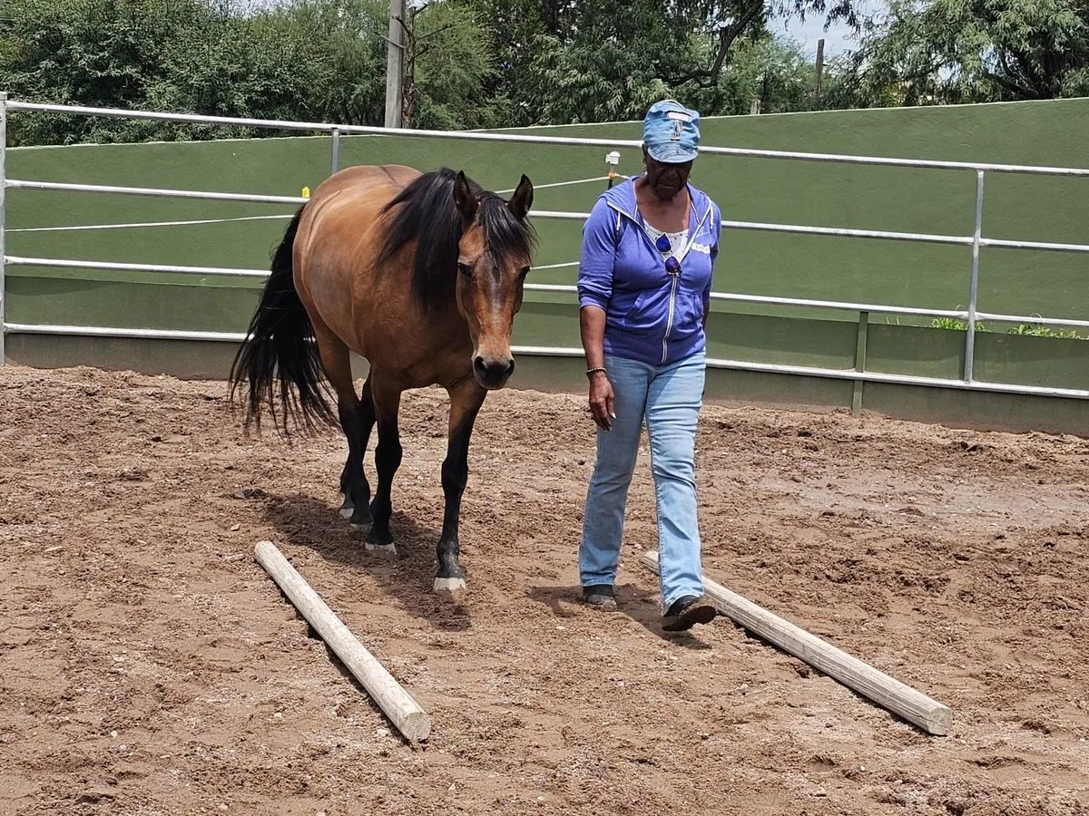 A horse moving at liberty in the round pen