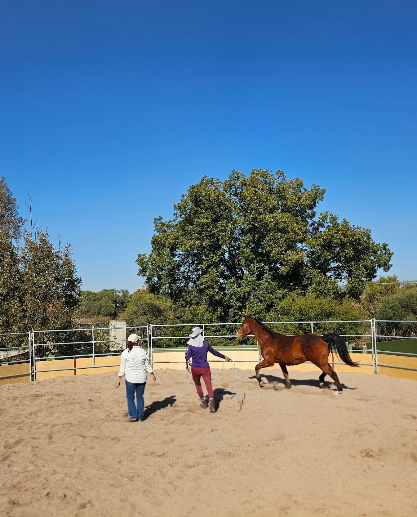 A private equine wisdom session with a facilitator and horse at Rancho Baile de la Luna