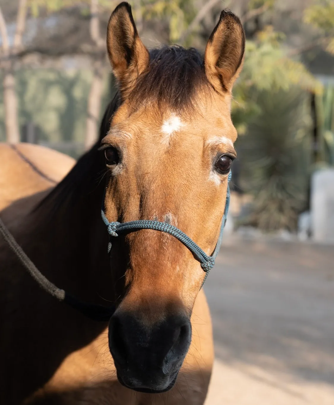Rio, a dun Kiger Mustang mare at Rancho Baile de la Luna, niece of the horse who inspired the film Spirit